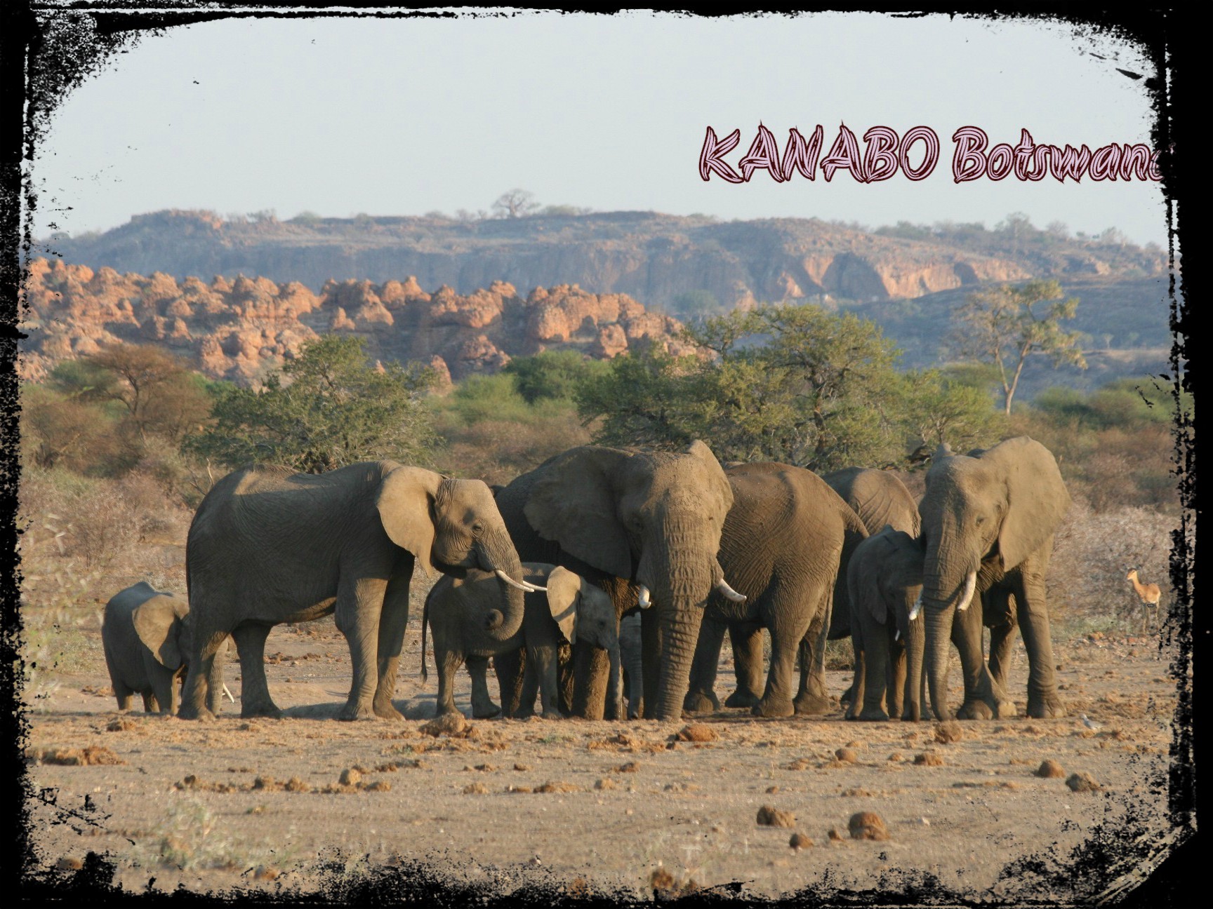 ellies mashathu1